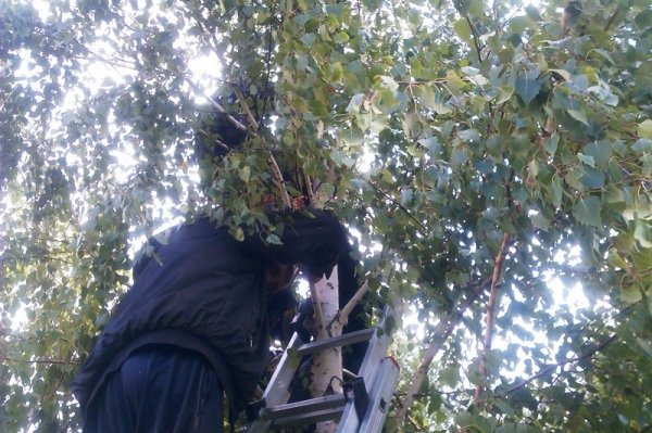 На Волині пожежники ловили мавпу і «стріляли» у неї водою. ФОТО. ВІДЕО