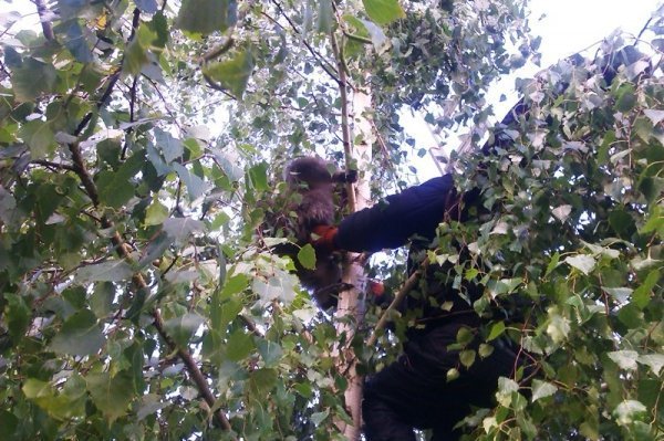 На Волині пожежники ловили мавпу і «стріляли» у неї водою. ФОТО. ВІДЕО