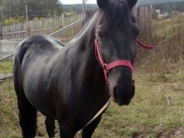 У селищі на Волині двоє молодиків викрали коня з підводою, поки жінка знімала гроші з банкомату