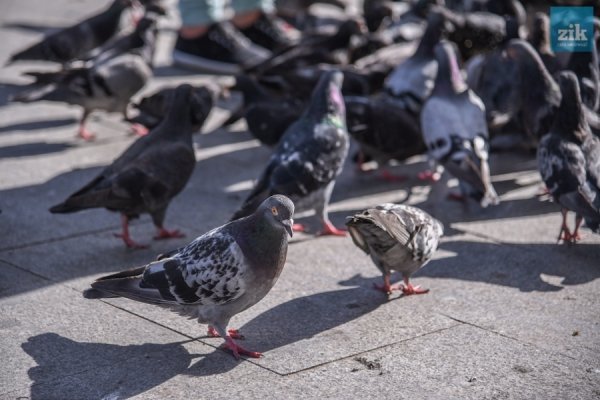 Голуби: птахи миру чи летючі пацюки. ФОТО