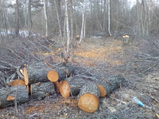 Луцькі прикордонники спіймали чоловіків, які рубали ліс. ФОТО
