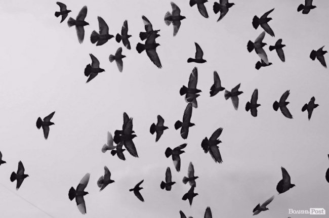 Свято моди та сирниковий рекорд. Добрі новини Волині