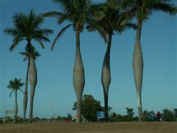 Автор Володимир Пащенко 