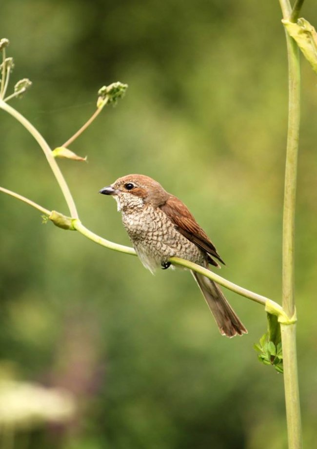 Волинський фотограф «упіймав» грайливу пташку. ФОТО