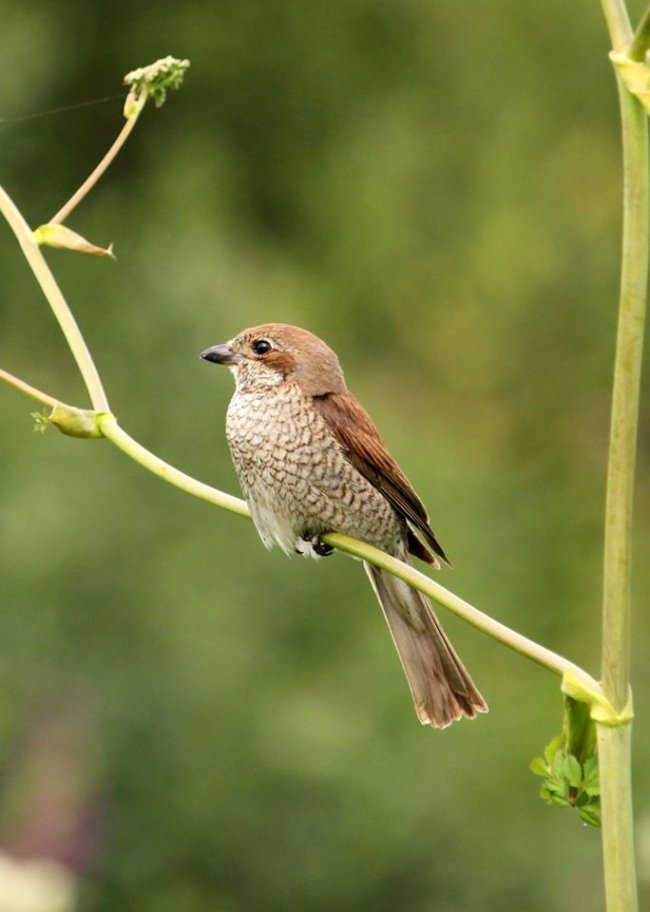 Волинський фотограф «упіймав» грайливу пташку. ФОТО
