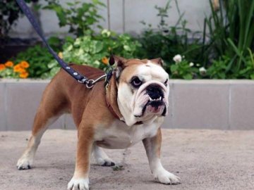 На Волині пес відкусив жінці палець