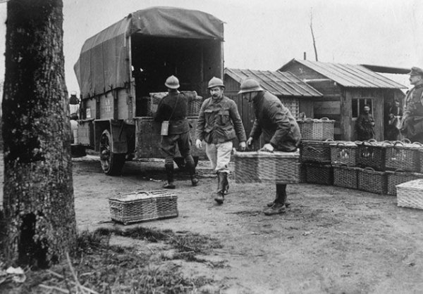 Армійські поштові голуби Бельгії