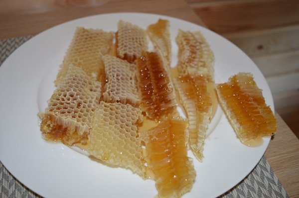 Медові запаси волинського лісу. ФОТО