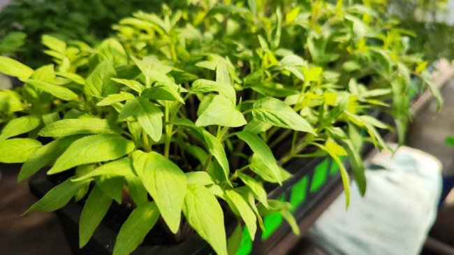 Колекціонерка городніх культур із Волині вирощує 74 сорти томатів 