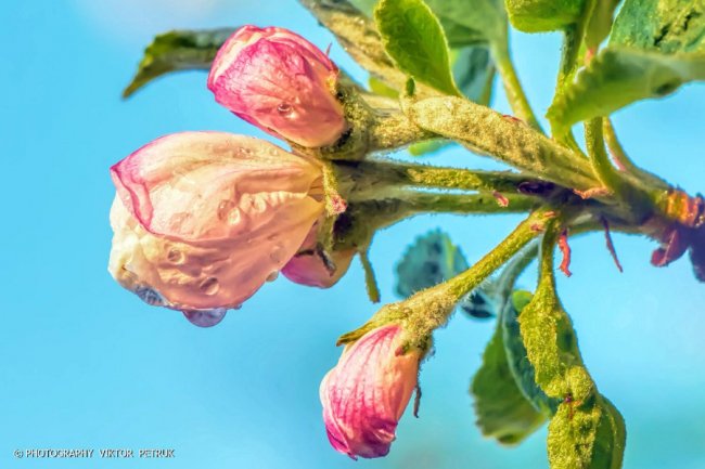 Луцький фотограф показав чарівні фото яблуневого цвіту