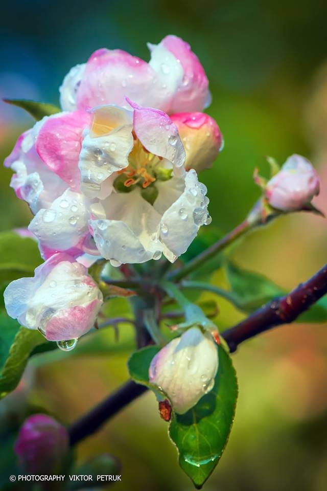 Луцький фотограф показав чарівні фото яблуневого цвіту