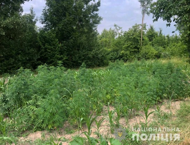 Волинянин біля дому серед кукурудзи вирощував коноплю