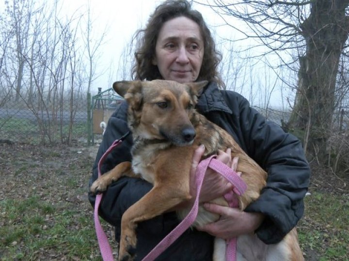 Зооволонтерка з Волині прилаштувала в добрі руки понад сотню собак із фронту