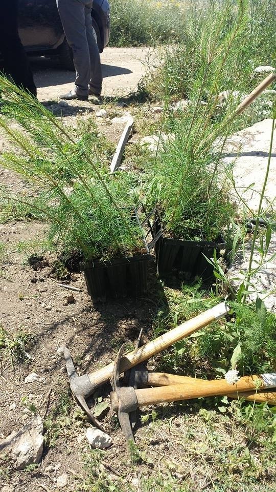 Фото з сторінки Роща Небесной Сотни / Sky Hundred Grove в Facebook