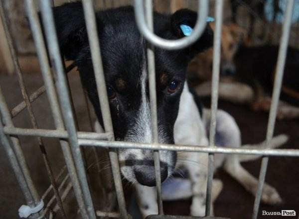 Як болгари каструють луцьких бродячих котів і собак. ФОТО