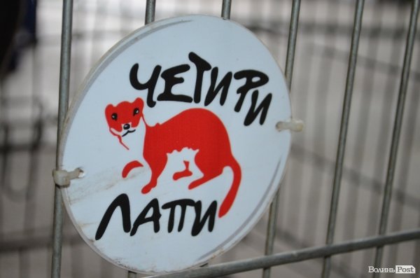 Як болгари каструють луцьких бродячих котів і собак. ФОТО