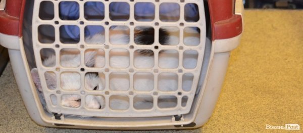 Стерилізації очікує і кіт 