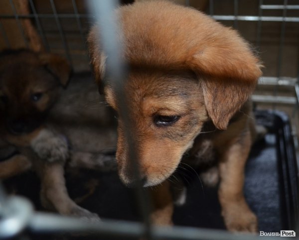 Як болгари каструють луцьких бродячих котів і собак. ФОТО