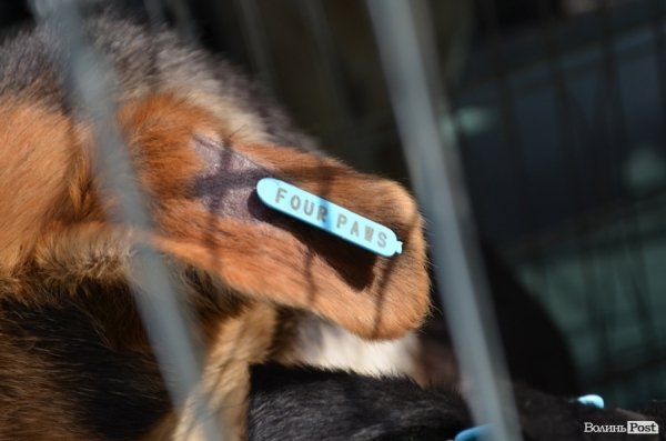 Ця мітка засвідчує, що собака стерилізована і вакцинована 