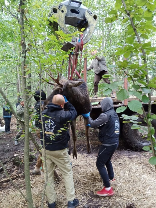 На Рівненщині знайшли виснаженого червонокнижного лося, який застряг у болоті