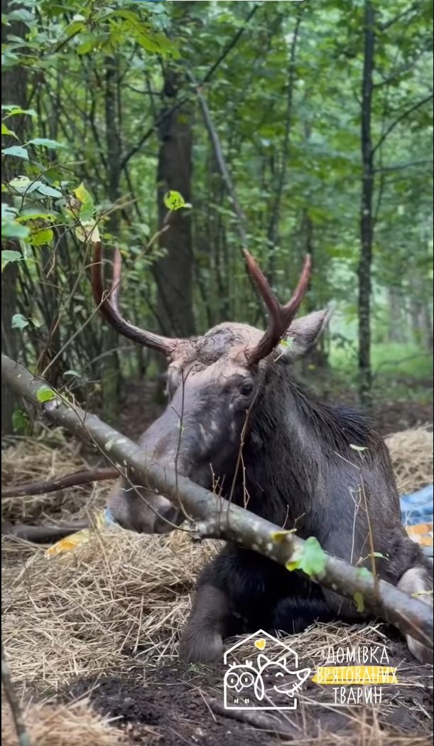 На Рівненщині знайшли виснаженого червонокнижного лося, який застряг у болоті