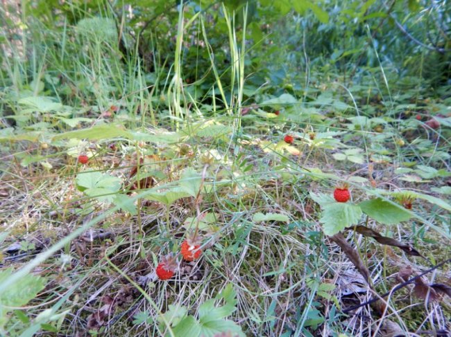 Вандали перетворюють волинські ліси на сміттєзвалища