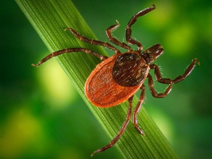 На Волині побільшало звернень через укуси кліщів