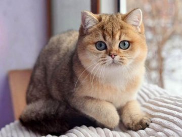 У Луцьку відбулася національна виставка «пухнастиків». ВІДЕО