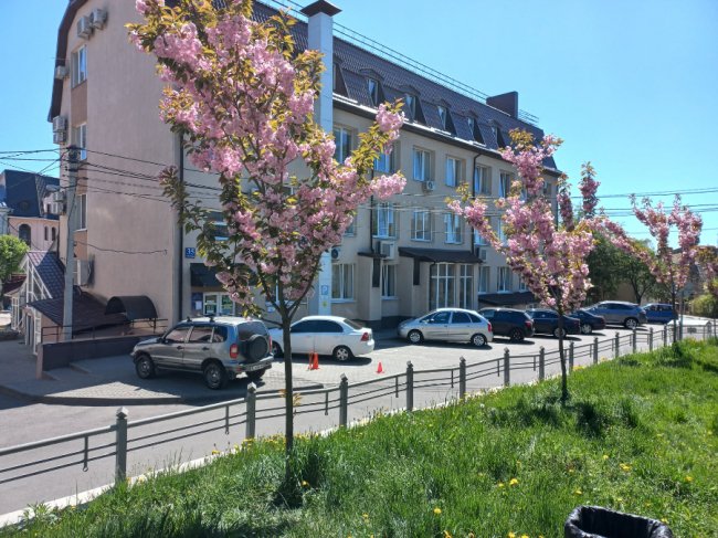 Де у Луцьку сфотографуватися у сакурах. ЛОКАЦІЇ