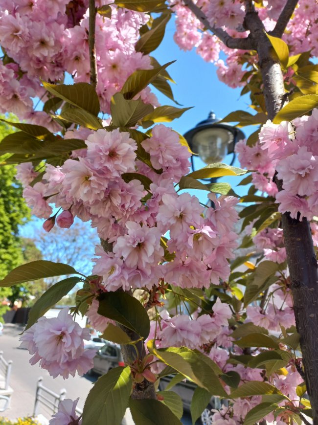Де у Луцьку сфотографуватися у сакурах. ЛОКАЦІЇ