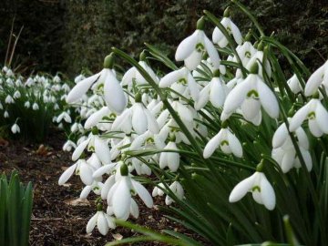 Волинян попереджають про адміністративну відповідальність за продаж первоцвітів