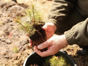 Волинь – у лідерах за кількістю висадженого лісу