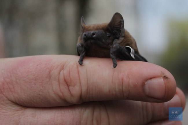 У Володимирі-Волинському випустили на волю 90 врятованих кажанів. ВІДЕО
