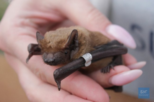 У Володимирі-Волинському випустили на волю 90 врятованих кажанів. ВІДЕО