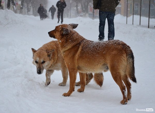 Луцьк замітає снігом. ФОТО
