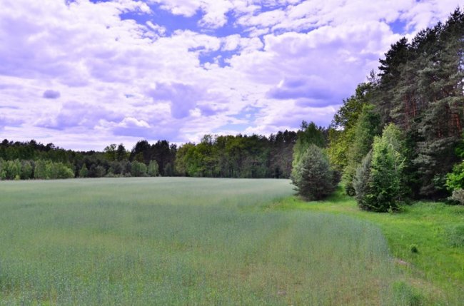 Казкові краєвиди Цуманської пущі. ФОТО