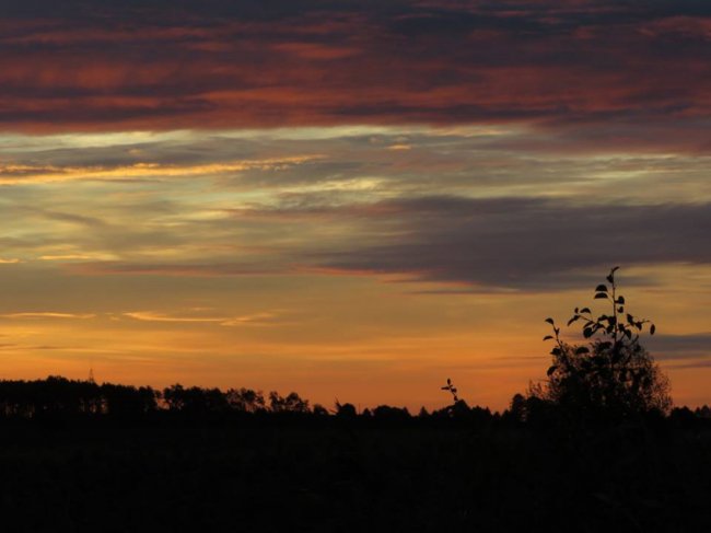 Казкові краєвиди Цуманської пущі. ФОТО