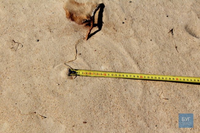 Чоловік з Волині припускає, що на його подвір'я прилітав НЛО