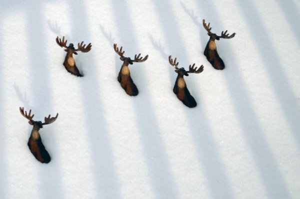 Квінтет, США. Це всього лише іграшки ;) © Патрісія Пржилінскі