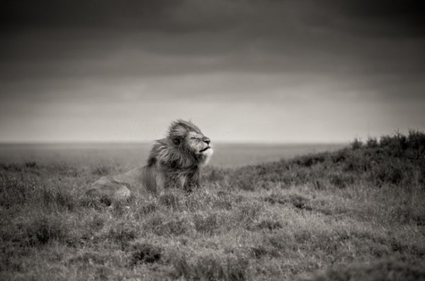 Вдихаючи вітер, Танзанія. © Бен Черрі