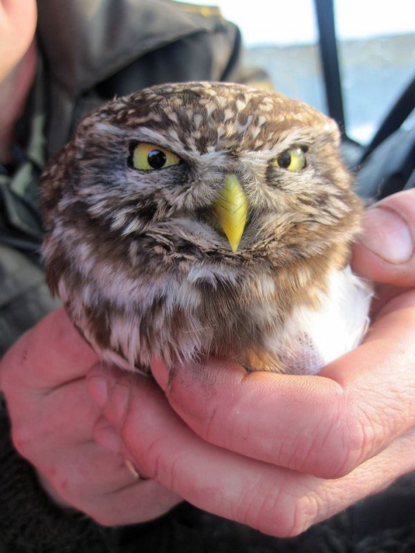 На Волині врятували рідкісного птаха