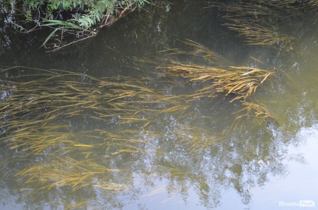 Стир судноплавний, або Подорож луцькою Амазонкою. ФОТО