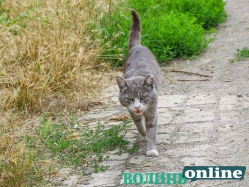 Коти на луцьких вулицях. ФОТО
