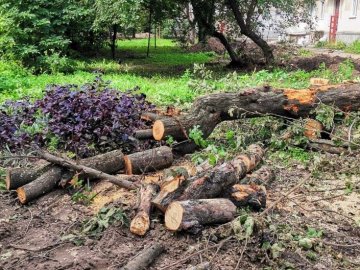 У луцьких дворах, де роблять капремонт, зрізали понад 80 дерев. ВІДЕО 