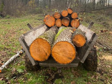 Волинянин незаконно рубав дерева на території природно-заповідного фонду. ФОТО