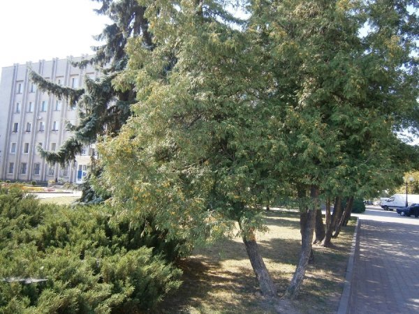 У Ковелі зріжуть 28 дерев. ФОТО