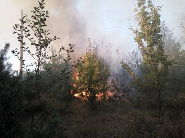 У Ківерцівському районі горів ліс. ФОТО