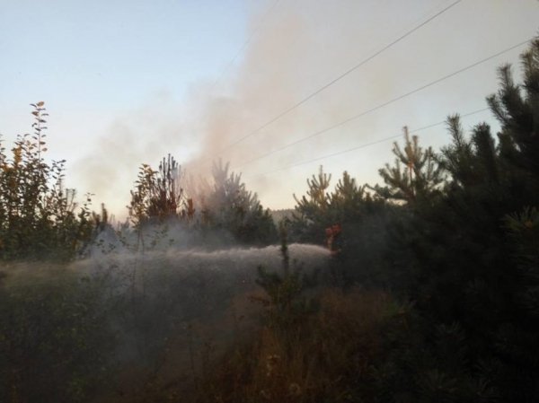 У Ківерцівському районі горів ліс. ФОТО