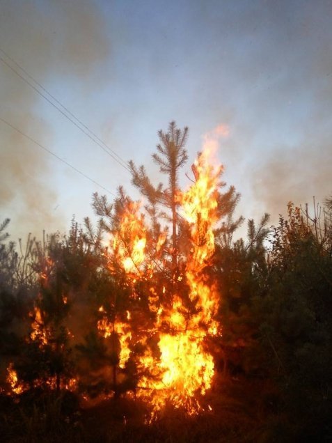 У Ківерцівському районі горів ліс. ФОТО