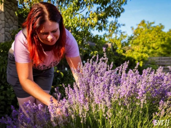 Волиняни створили лавандовий двір, щоб відволікатись від переживань за сина-воїна. ФОТО, ВІДЕО